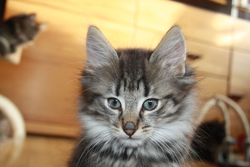 Willow_281010_IMG_1007_kl