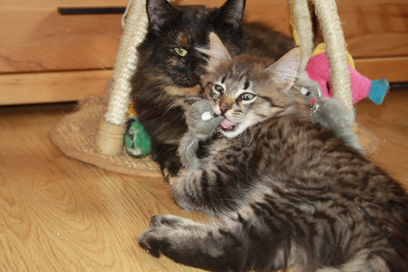 Willow_281010_IMG_1010_kl