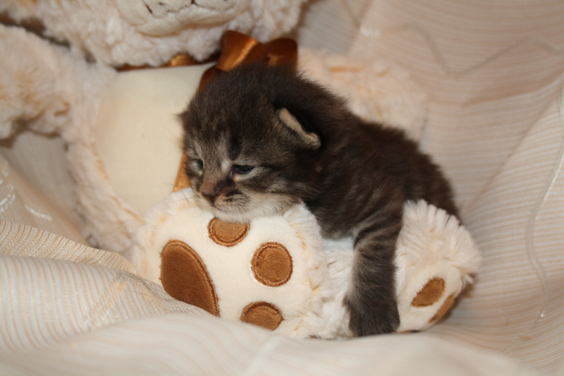 Willow_290810_IMG_0735_kl