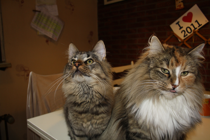 Willow_Hope_040211_IMG_1244_kl