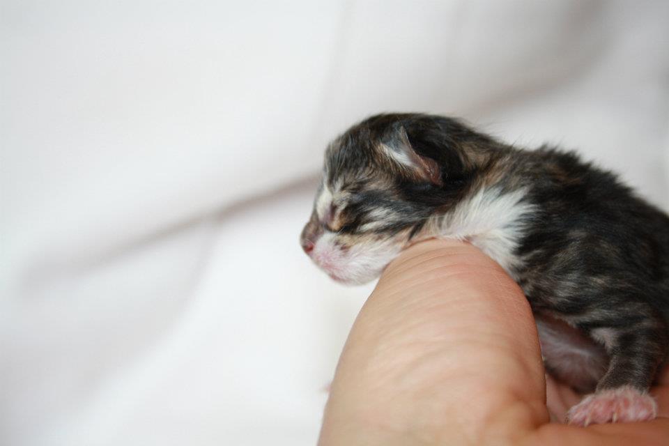 Wizzard_160512_556247_382701048446808_100001207477120_1122901_1032432369_n