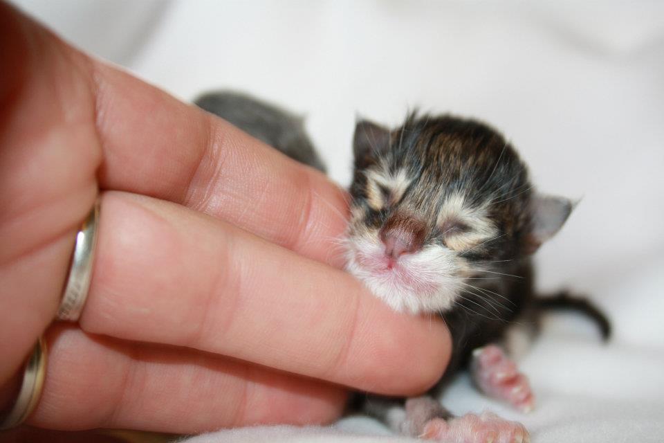 Wizzard_160512_562530_382700208446892_100001207477120_1122900_509012366_n