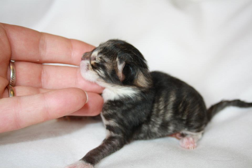 Wizzard_160512_576831_382701475113432_100001207477120_1122902_1853458265_n