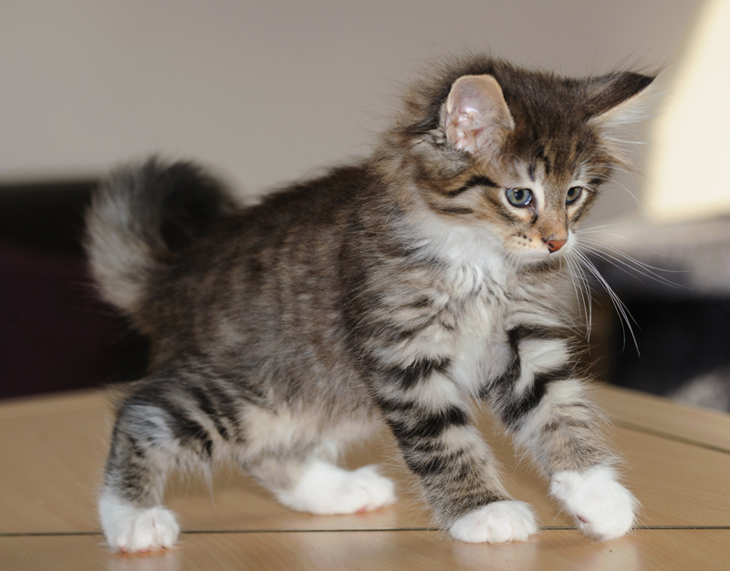 Wizzard_180712_D114839_kl