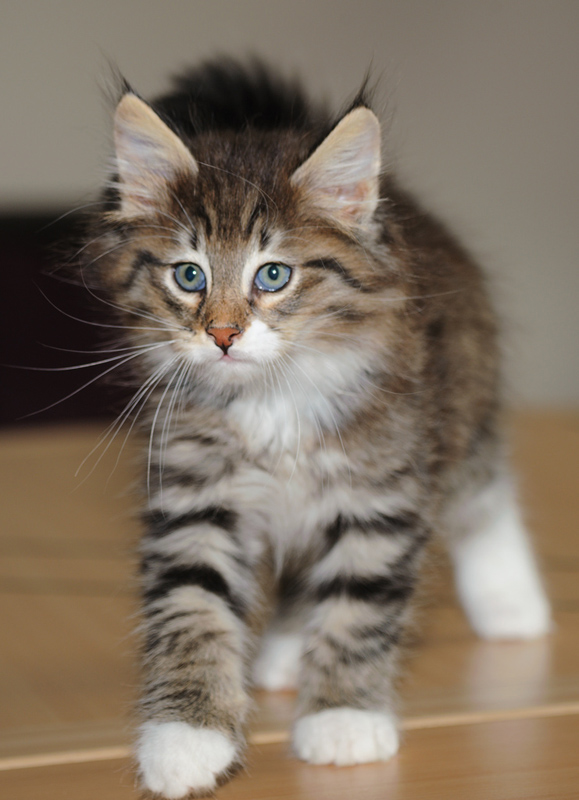 Wizzard_180712_D114846_kl