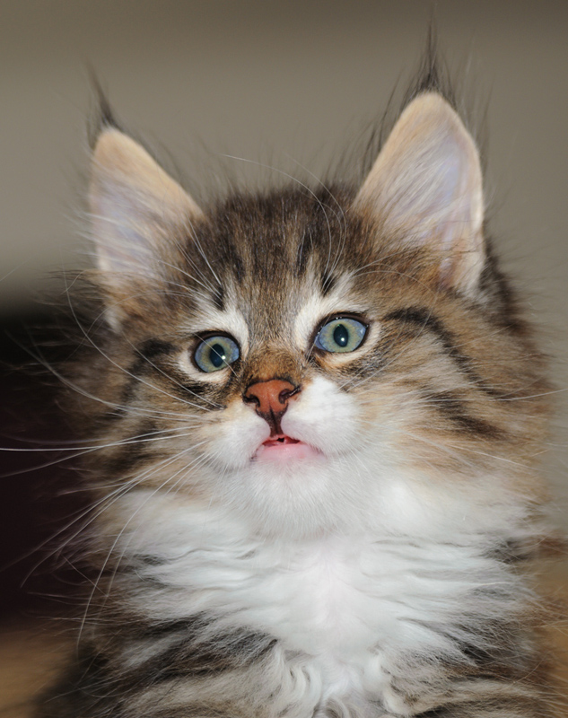 Wizzard_180712_D114857_kl