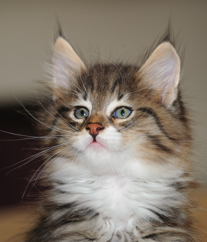 Wizzard_180712_D114858_kl