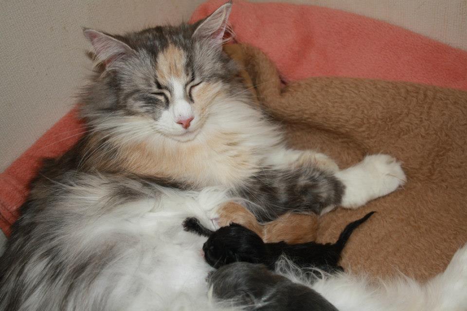 Wurf12_Cura_30041302