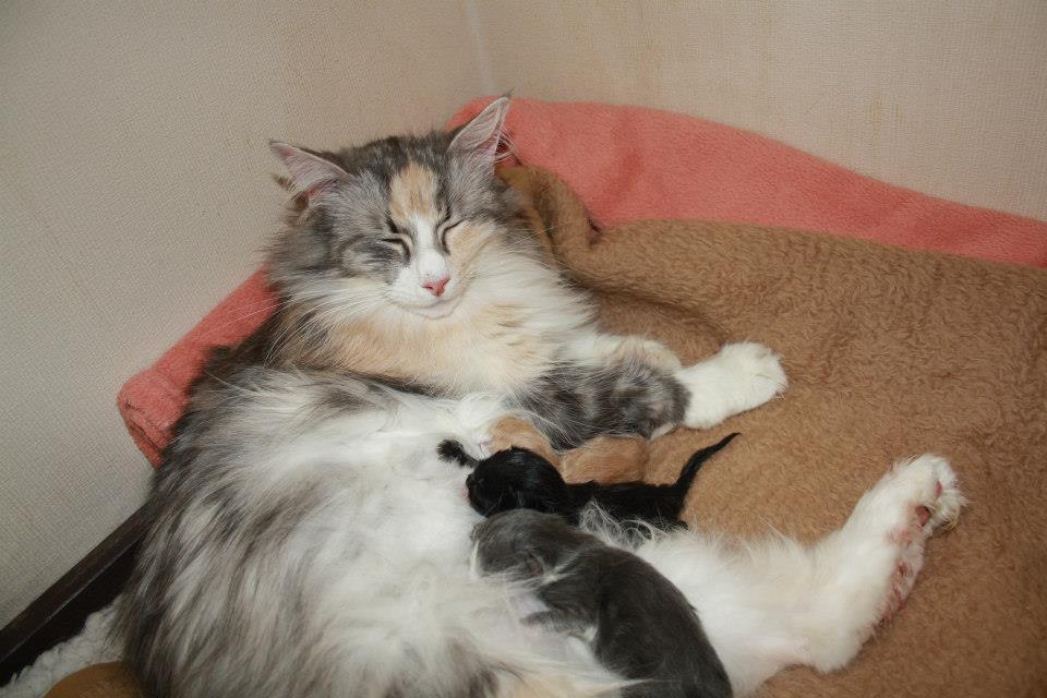 Wurf12_Cura_300413_1