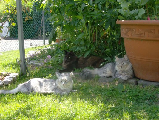 aramis_1j2m_mib_mama