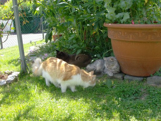 aramis_1j2m_mib_paul