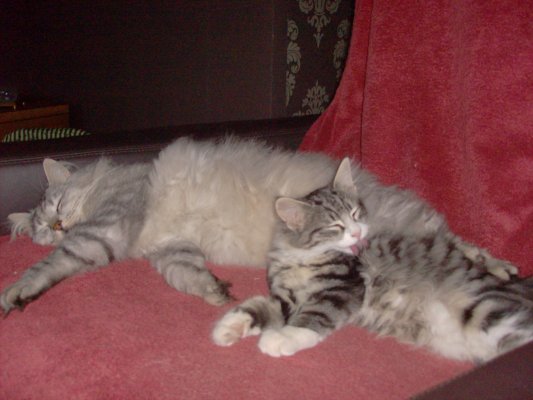 aramis_savannah_05_09