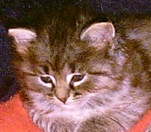 ashunta_kittenlink_gabi102