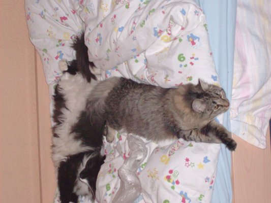 bolle_1j5m_ashunta103