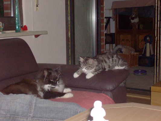 bolle_savannah_05_09