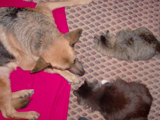 lea_bolle_ashunta102