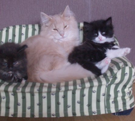 massai_cookie_kenai_9w03