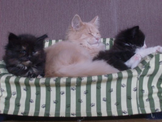 massai_cookie_kenai_9w103