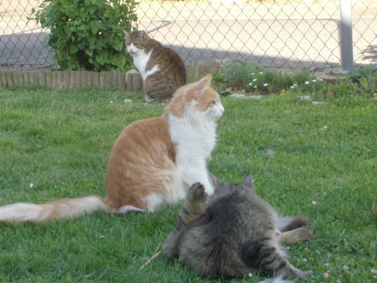 paul_9m_ashunta_krause