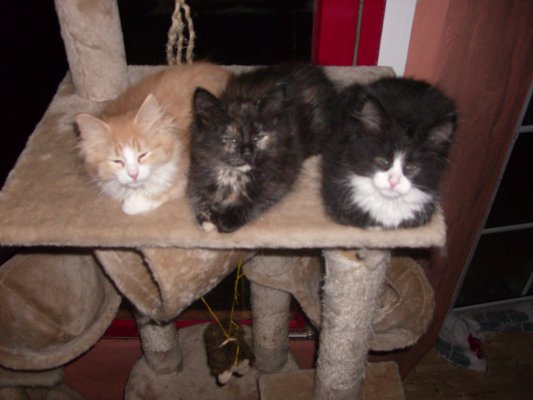 serengo_massai_kenai_13w02